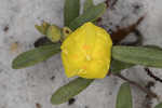 Coastal sand frostweed